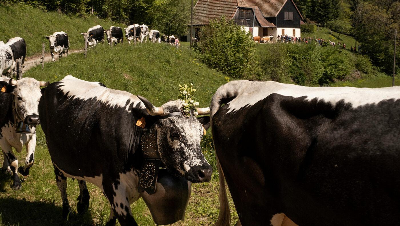 Transhumance alsacienne pour le journal Libération