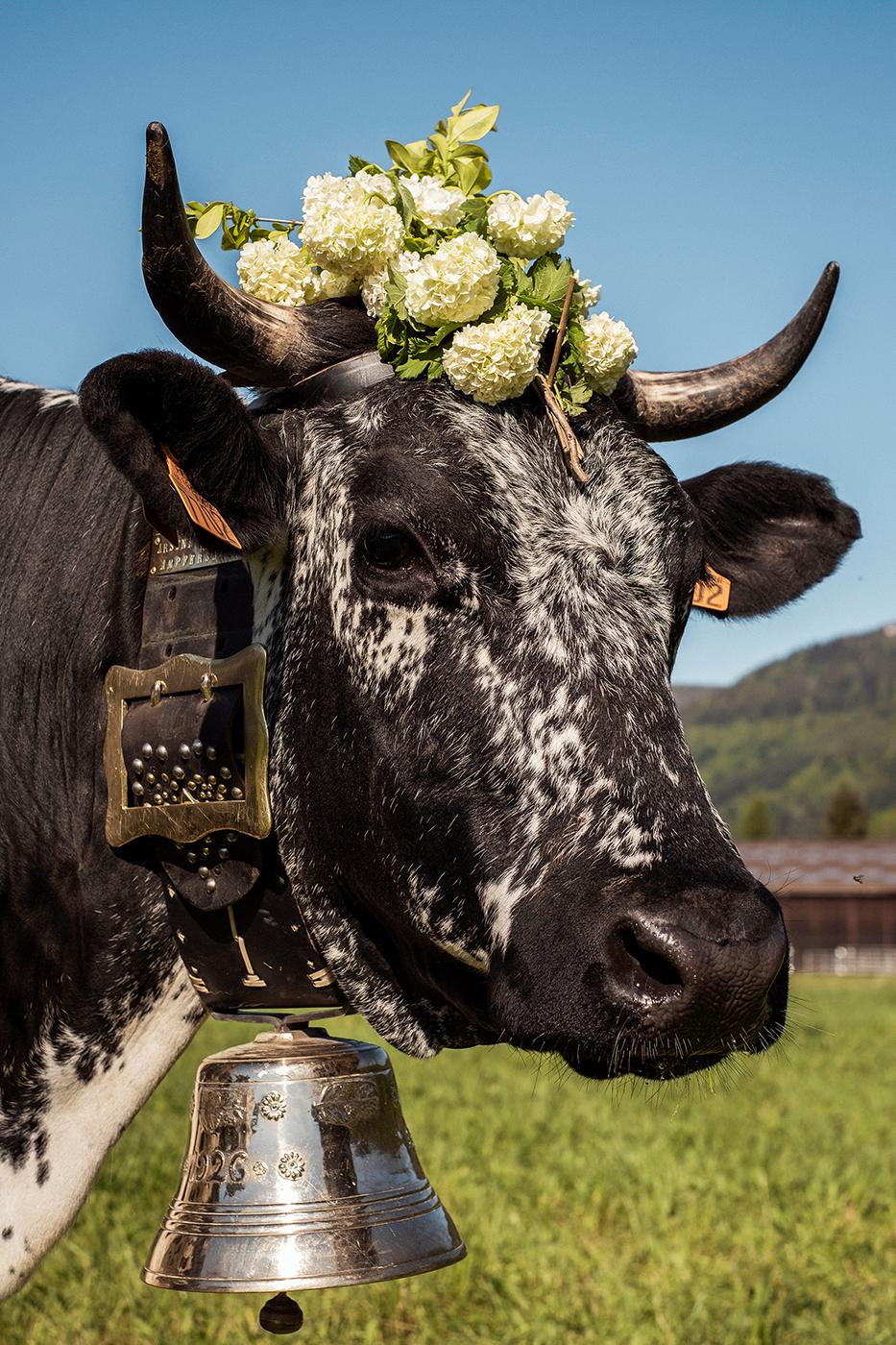 Transhumance alsacienne pour le journal Libération
