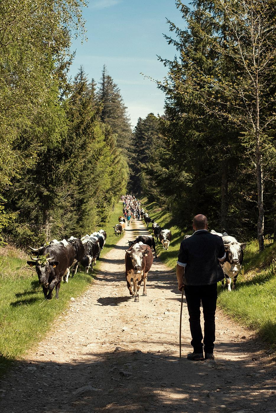 Transhumance alsacienne pour le journal Libération