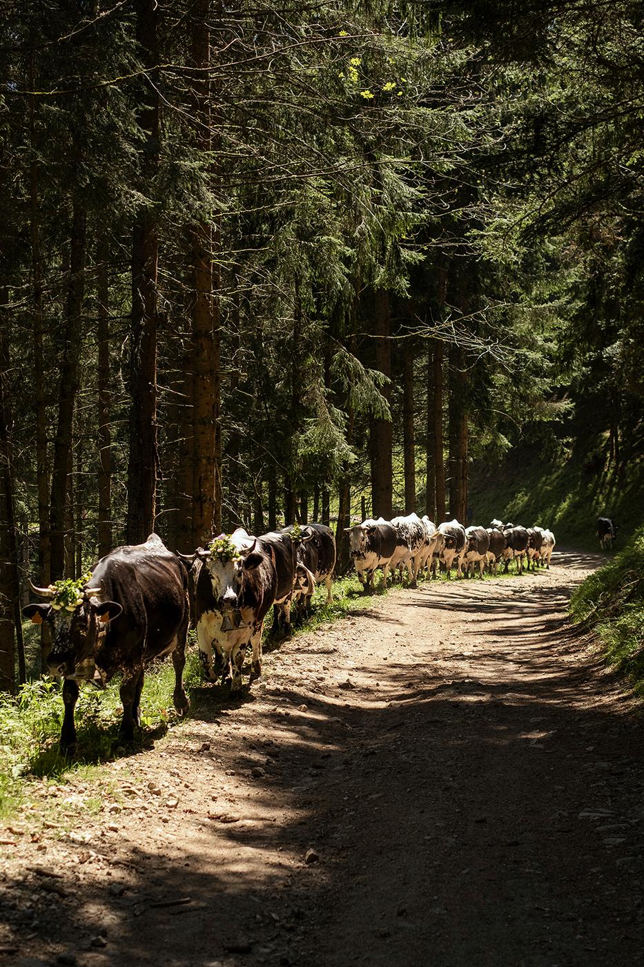 Transhumance alsacienne pour le journal Libération