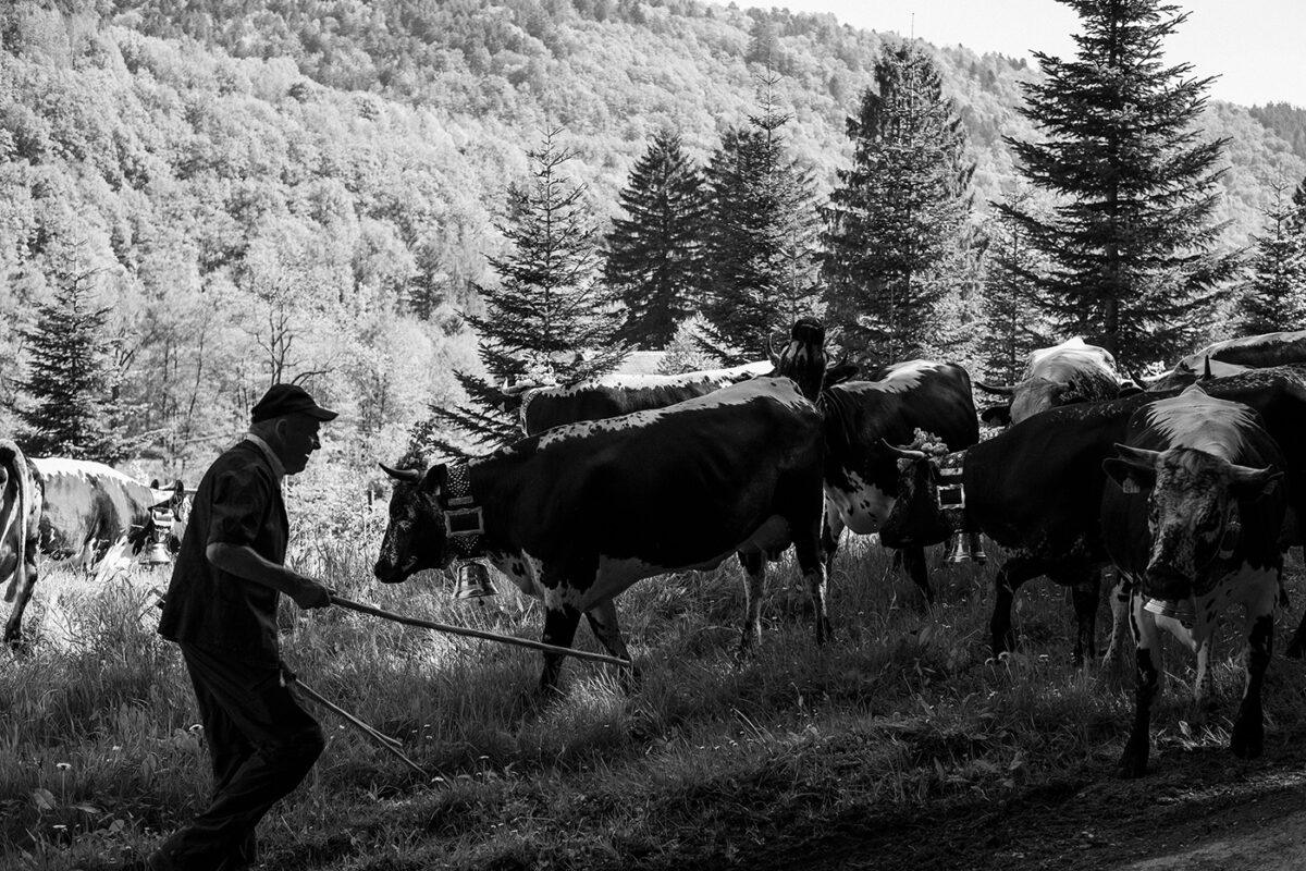 Transhumance alsacienne pour le journal Libération