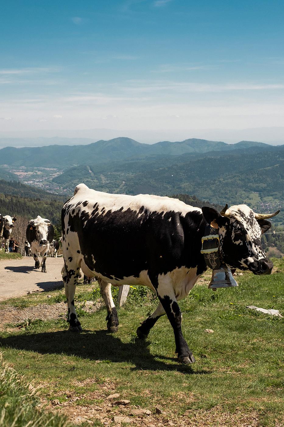 Transhumance alsacienne pour le journal Libération