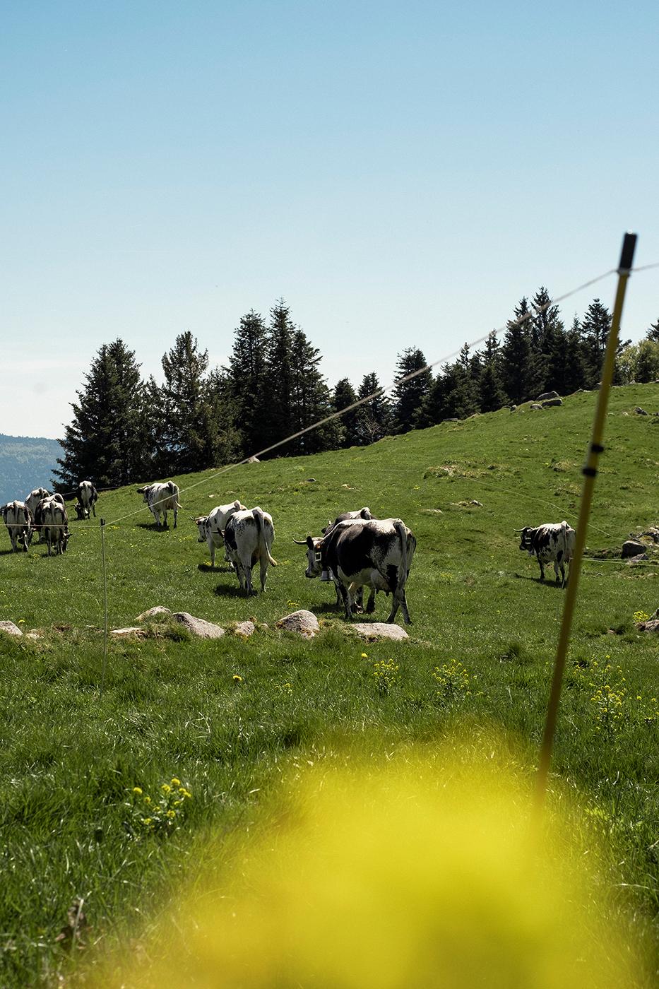 Transhumance alsacienne pour le journal Libération