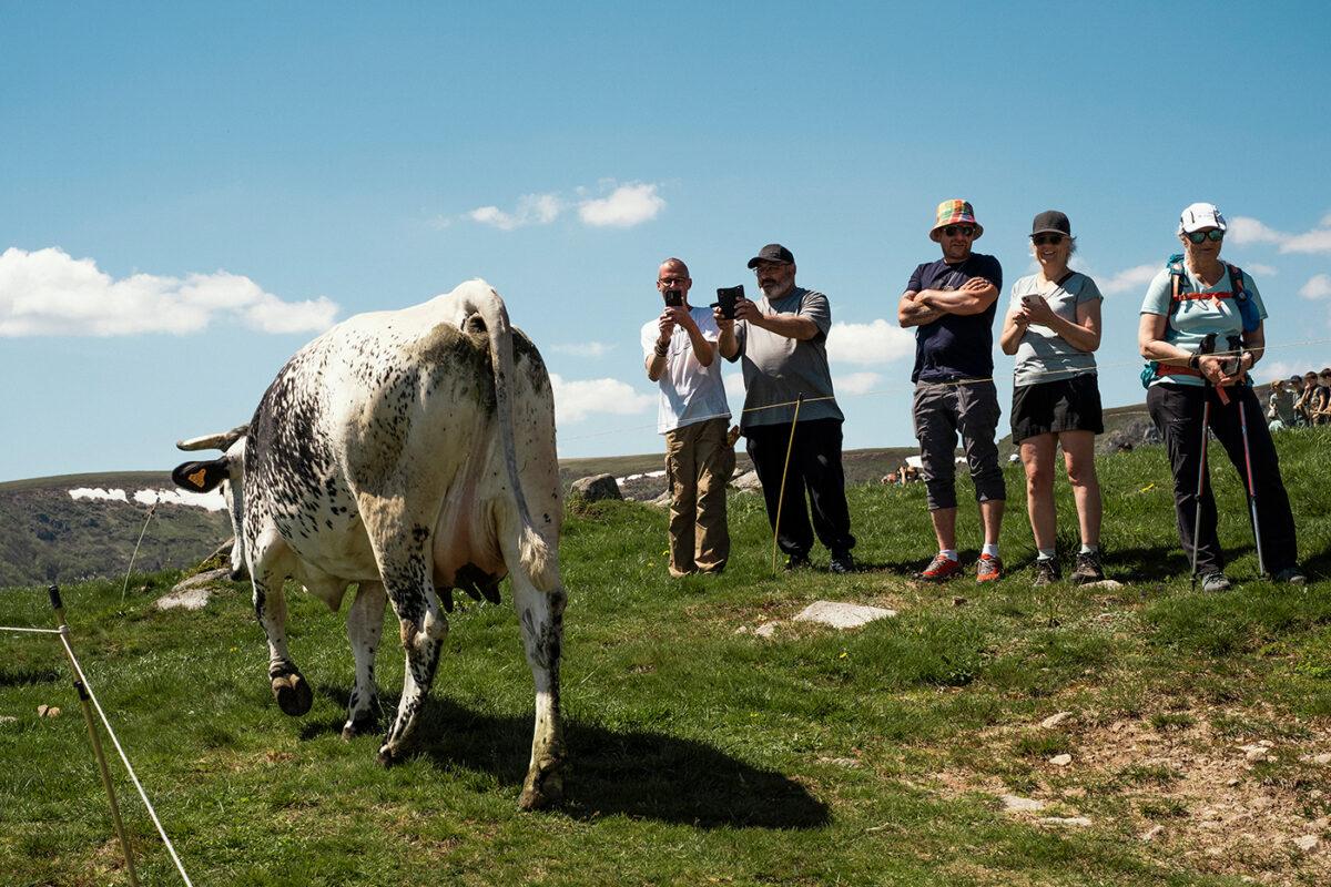 Transhumance alsacienne pour le journal Libération