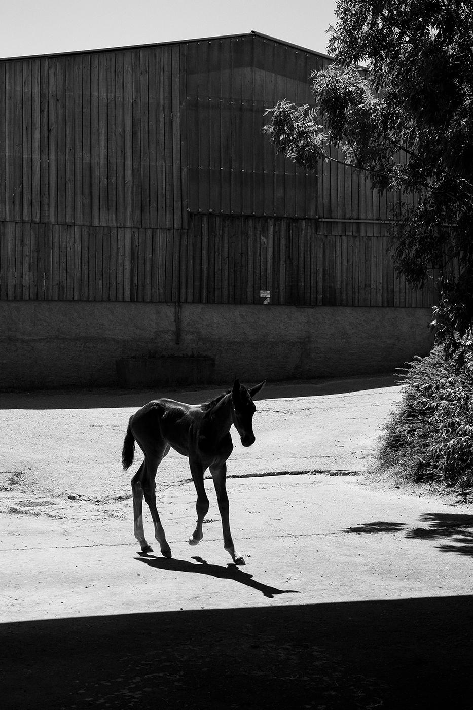 Ostéopathe animalier